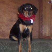 Vickie Collins Photo 31