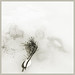 An Feng Photo 7