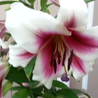 Teresa Flanagan Photo 24