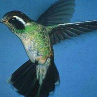 Sue Ballard Photo 11