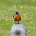 Robin Walton Photo 23
