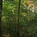 Hope Wood Photo 37