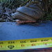 Dwight Fulton Photo 15