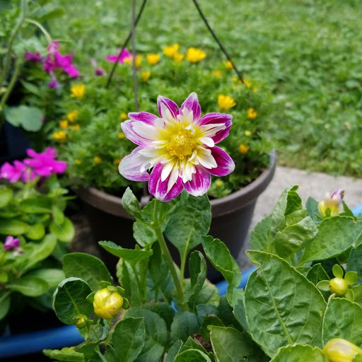 Dana Pierce Photo 20