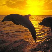 Priscilla Watts Photo 13