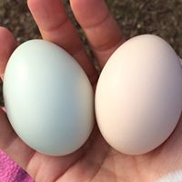 Nora Proctor Photo 6