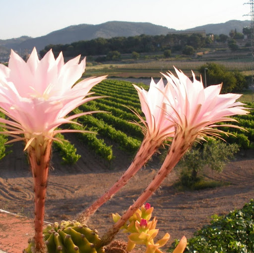 John Matson Photo 32