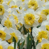 Cynthia Mathias Photo 20