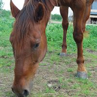 Elizabeth Forester Photo 12