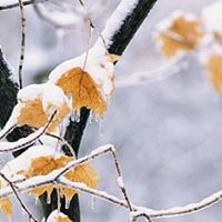 Laura Ott Photo 18