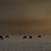 Dawn Low Photo 15