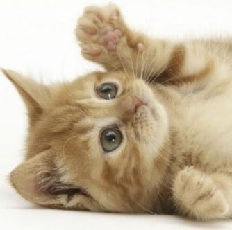 Annie Simmons Photo 6