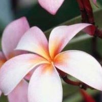 Stephanie Lehmann Photo 11