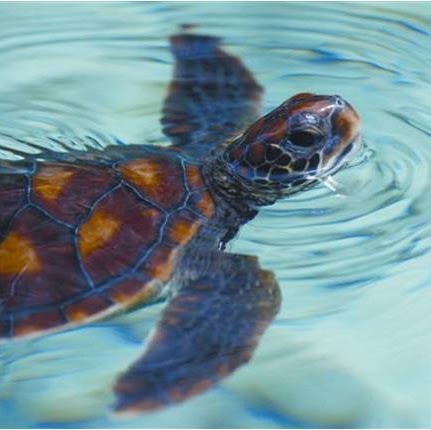 Catherine Henry Photo 25