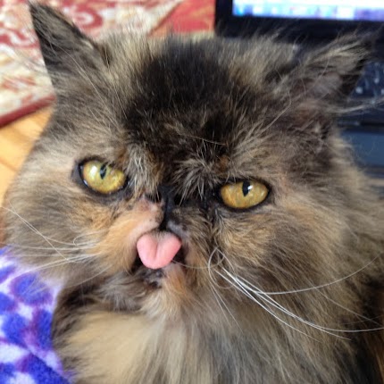 Stephanie Hutchison Photo 27