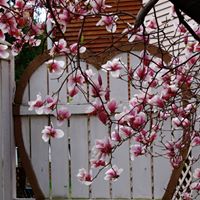 Michele Hammer Photo 9