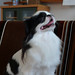 Chin Chang Photo 38