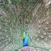 Jason Peacock Photo 18