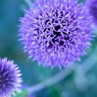 Janice Murry Photo 10