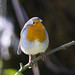 Robin Carr Photo 35