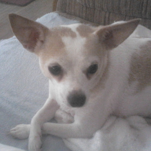 Laurie Howell Photo 21