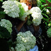 Sherry Dixon Photo 13