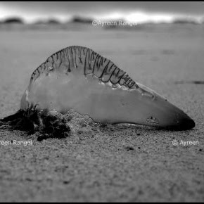 Patricia Rowe Photo 18