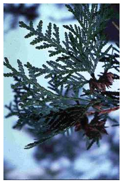 Cynthia Law Photo 16