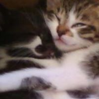 Cindy Hurst Photo 18