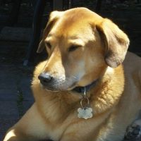 Jeffrey Dobies Photo 3