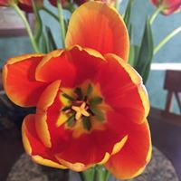 Alice Duckworth Photo 11