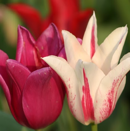 Stephanie Blaisdell Photo 11