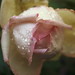 Elise Rose Photo 25