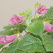 Arleen Flowers Photo 8
