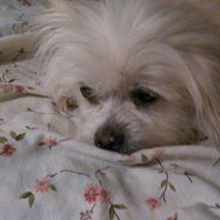 Stacy Klein Photo 17