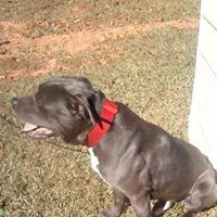 Stephen Elmore Photo 37