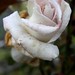 Vernon Ross Photo 42