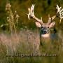 Charles Higdon Photo 37