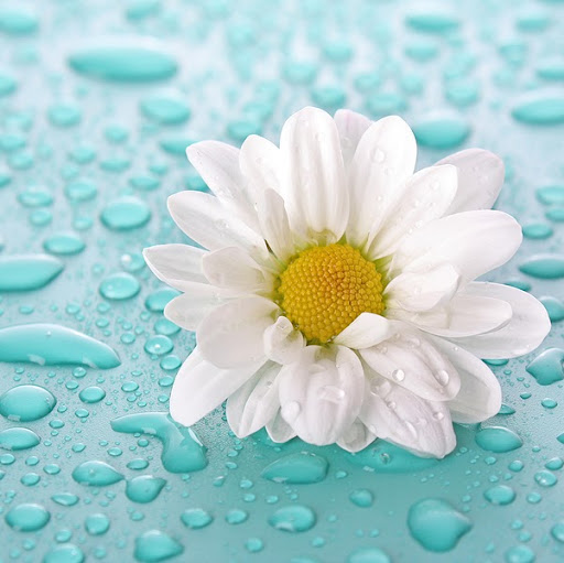 Susan Mueller Photo 16