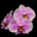 Sheila Savage Photo 6