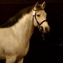 Elisa Palmieri Photo 4