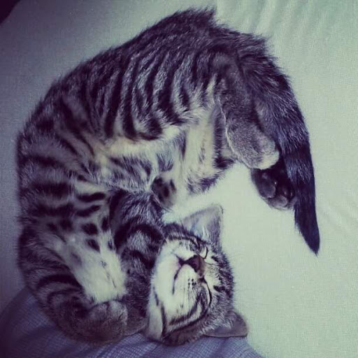 Carlotta Ford Photo 2