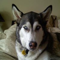 Lawrence Stein Photo 30