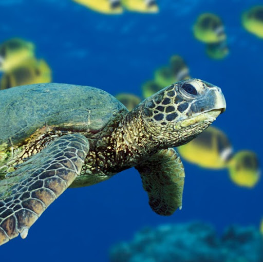 Theresa Hart Photo 43