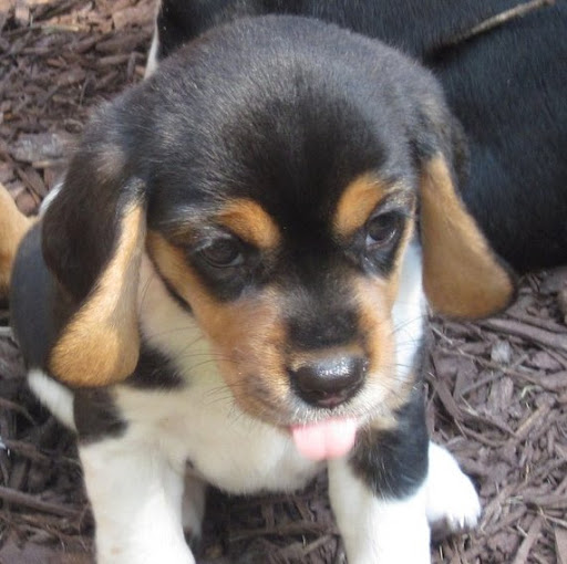 Samuel Fields Photo 32