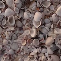 Susan Sisson Photo 16