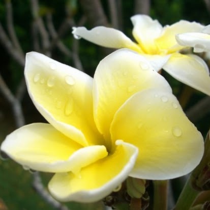 Celeste Adams Photo 7