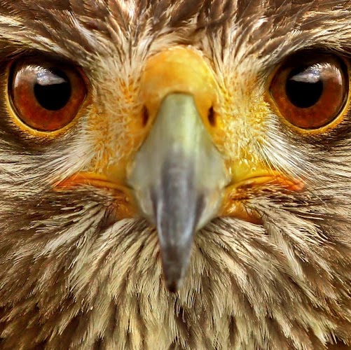 Cameron Cross Photo 27