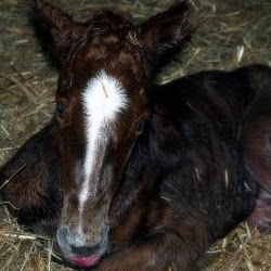 Suzanne Foster Photo 30