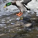 Katherine Wing Photo 15